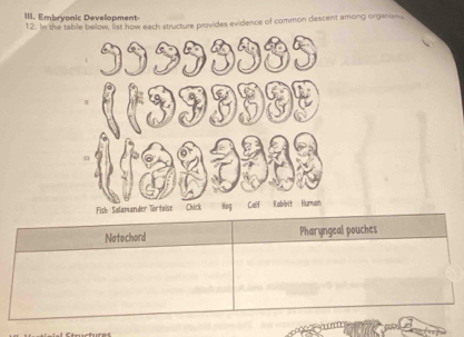 Embryonic Development 
12. In the table below, list how each structure provides evidence of common descent among organism. 
Notochord Pharyngeal pouches