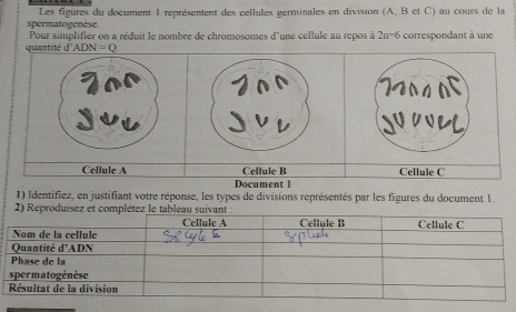 Les figures du document 1 représentent des cellules germinales en division (A, B et C) au cours de la
spermatogenèse. Pour simplifier on a réduit le nombre de chromosomes d'une cellule au repos à 2n 6 correspondant à une
quantité d^,ADN=Q
Cellule A Cellule B Cellule C
Document 1
1) Identifiez, en justifiant votre réponse, les types de divisions représentés par les figures du document 1.