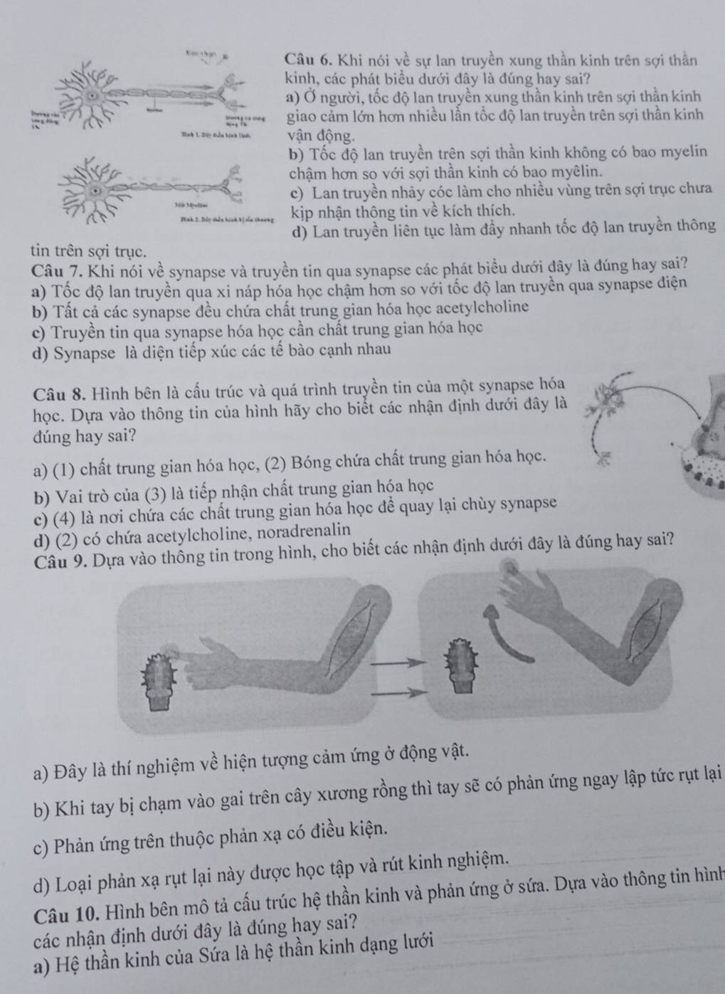 Khi nói về sự lan truyền xung thần kinh trên sợi thần
kinh, các phát biểu dưới đây là đúng hay sai?
a) Ở người, tốc độ lan truyền xung thần kinh trên sợi thần kinh
giao cảm lớn hơn nhiều lần tổc độ lan truyền trên sợi thần kinh
vận động.
b) Tốc độ lan truyền trên sợi thần kinh không có bao myelin
chậm hơn so với sợi thần kinh có bao myêlin.
c) Lan truyền nhảy cóc làm cho nhiều vùng trên sợi trục chưa
kịp nhận thông tin về kích thích.
d) Lan truyền liên tục làm đầy nhanh tốc độ lan truyền thông
tin trên sợi trục.
Câu 7. Khi nói về synapse và truyền tin qua synapse các phát biểu dưới đây là đúng hay sai?
a) Tốc độ lan truyền qua xi náp hóa học chậm hơn so với tốc độ lan truyền qua synapse điện
b) Tất cả các synapse đều chứa chất trung gian hóa học acetylcholine
c) Truyền tin qua synapse hóa học cần chất trung gian hóa học
d) Synapse là diện tiếp xúc các tế bào cạnh nhau
Câu 8. Hình bên là cấu trúc và quá trình truyền tin của một synapse hóa
học. Dựa vào thông tin của hình hãy cho biết các nhận định dưới đây là
dúng hay sai?
a) (1) chất trung gian hóa học, (2) Bóng chứa chất trung gian hóa học.
b) Vai trò của (3) là tiếp nhận chất trung gian hóa học
c) (4) là nơi chứa các chất trung gian hóa học đề quay lại chùy synapse
d) (2) có chứa acetylcholine, noradrenalin
Câu ống tin trong hình, cho biết các nhận định dưới đây là đúng hay sai?
a) Đây là thí nghiệm về hiện tượng cảm ứng ở động vật.
b) Khi tay bị chạm vào gai trên cây xương rồng thì tay sẽ có phản ứng ngay lập tức rụt lại
c) Phản ứng trên thuộc phản xạ có điều kiện.
d) Loại phản xạ rụt lại này được học tập và rút kinh nghiệm.
Câu 10. Hình bên mô tả cấu trúc hệ thần kinh và phản ứng ở sứa. Dựa vào thông tin hình
các nhận định dưới đây là đúng hay sai?
a) Hệ thần kinh của Sứa là hệ thần kinh dạng lưới