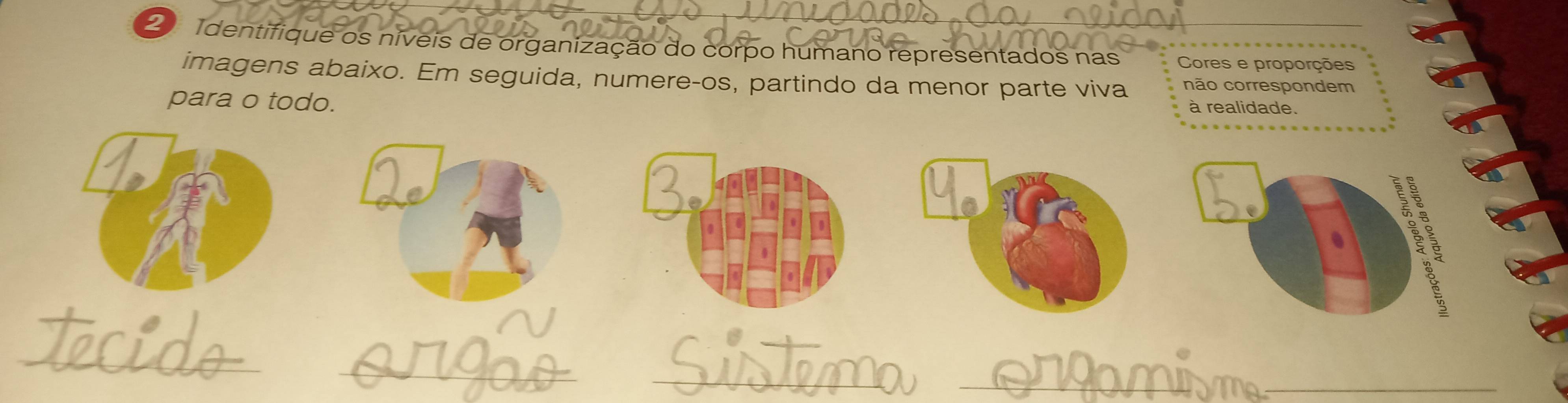 dentifique os níveis de organização do corpo humano representados nas Cores e proporções 
imagens abaixo. Em seguida, numere-os, partindo da menor parte viva não correspondem 
para o todo. 
à realidade. 
.