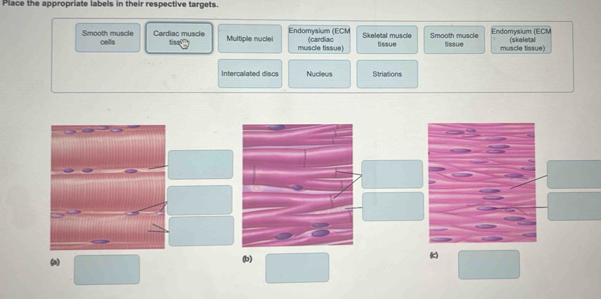 Place the appropriate labels in their respective targets.
Smooth muscle Cardiac muscle Multiple nuclei Endomysium (ECM (cardiac Skeletal muscle Smooth muscle Endomysium (ECM
cells tissu muscle tissue) tissue tissue muscle tissue) (skeletal
Intercalated discs Nucleus Striations
(a) (b)
(c)