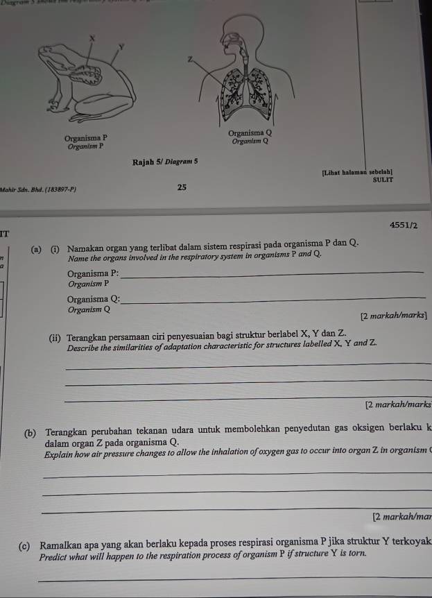 Organism P
Rajah 5/ Diagram 5 
[Lihat halaman sebelah] 
SULIT 
Mahir Sdn. Bhd. (183897-P)
25
4551/2 
IT 
(a) (i) Namakan organ yang terlibat dalam sistem respirasi pada organisma P dan Q. 
Name the organs involved in the respiratory system in organisms P and Q. 
Organisma P : 
_ 
Organism P
Organisma Q : 
_ 
Organism Q
[2 markah/marks] 
(ii) Terangkan persamaan ciri penyesuaian bagi struktur berlabel X, Y dan Z. 
Describe the similarities of adaptation characteristic for structures labelled X, Y and Z. 
_ 
_ 
_ 
[2 markah/marks 
(b) Terangkan perubahan tekanan udara untuk membolehkan penyedutan gas oksigen berlaku k 
dalam organ Z pada organisma Q. 
Explain how air pressure changes to allow the inhalation of oxygen gas to occur into organ Z in organism 
_ 
_ 
_ 
[2 markah/mar 
(c) Ramalkan apa yang akan berlaku kepada proses respirasi organisma P jika struktur Y terkoyak 
Predict what will happen to the respiration process of organism P if structure Y is torn. 
_