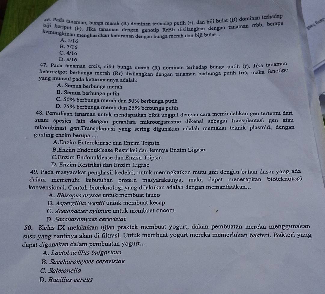 Pada tanaman, bunga merah (R) dominan terhadap putih (r), dan biji bulat (B) dominan terhadap
İseç Sueç
bijí keriput (b). Jika tanaman dengan genotip RrBb disilangkan dengan tanaman rrbb, berapa
kemungkinan menghasilkan keturunan dengan bunga merah dan biji bulat...
A. 1/16
B. 3/16
C. 4/16
D. 8/16
47. Pada tanaman ercis, sifat bunga merah (R) dominan terhadap bunga putih (r). Jika tanaman
heterozigot berbunga merah (Rr) disilangkan dengan tanaman berbunga putih (rr), maka fenotipe
yang muncul pada keturunannya adalah:
A. Semua berbunga merah
B. Semua berbunga putih
C. 50% berbunga merah dan 50% berbunga putih
D. 75% berbunga merah dan 25% berbunga putih
48. Pemuliaan tanaman untuk mendapatkan bibit unggul dengan cara memindahkan gen tertentu dari
suatu spesies lain dengan perantara mikroorganisme dikenal sebagai transplantasi gen atau
rekombinasi gen.Transplantasi yang sering digunakan adalah memakai teknik plasmid, dengan
gunting enzim berupa ....
A.Enzim Enterokinase dan Enzim Tripsin
B.Enziın Endonuklease Restriksi dan lemnya Enzim Ligase.
C.Enzim Endonuklease dan Enzim Tripsin
D. Enzim Restriksi dan Enzim Ligase
49. Pada masyarakat penghasil kedelai, untuk meningkatkan mutu gizi dengan bahan dasar yang ada
dalam memenuhi kebutuhan protein masyarakatnya, maka dapat menerapkan bioteknologi
konvensional. Contoh bioteknologi yang dilakukan adalah dengan memanfaatkan...
A. Rhizopus oryzae untuk membuat tauco
B. Aspergillus wentii untuk membuat kecap
C. Acetobacter xylinum untuk membuat oncom
D. Saccharomyces cerevisiae
50. Kelas IX melakukan ujian praktek membuat yogurt, dalam pembuatan mereka menggunakan
susu yang nantinya akan di filtrasi. Untuk membuat yogurt mereka memerlukan bakteri. Bakteri yang
dapat digunakan dalam pembuatan yogurt...
A. Lactobacillus bulgaricus
B. Saccharomyces cerevisiae
C. Salmonella
D. Bacillus cereus