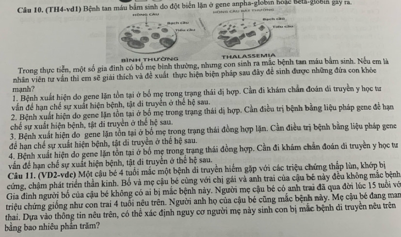 (TH4-vd1) Bệnh tan máu bầm sinh do đột biến lặn ở gene anpha-globin hoặc beta-globin gay ra.
HÔNg Câu Hông Cầu bát thường
Bạch cầu Bạch cầu
Tiểu cầu Tiểu cầu
bìnH thường THALASSEMIA
Trong thực tiễn, một số gia đình có bố mẹ bình thường, nhưng con sinh ra mắc bệnh tan máu bầm sinh. Nếu em là
nhân viên tư vấn thì em sẽ giải thích và đề xuất thực hiện biện pháp sau đây đề sinh được những đứa con khỏc
mạnh?
1. Bệnh xuất hiện do gene lặn tồn tại ở bố mẹ trong trạng thái dị hợp. Cần đi khám chẩn đoán di truyền y học tư
vấn để hạn chế sự xuất hiện bệnh, tật di truyền ở thế hệ sau.
2. Bệnh xuất hiện do gene lặn tồn tại ở bố mẹ trong trạng thái dị hợp. Cần điều trị bệnh bằng liệu pháp gene đề hạn
chế sự xuất hiện bệnh, tật di truyền ở thế hệ sau.
3. Bệnh xuất hiện do gene lặn tồn tại ở bố mẹ trong trạng thái đồng hợp lặn. Cần điều trị bệnh bằng liệu pháp gene
để hạn chế sự xuất hiện bệnh, tật di truyền ở thế hệ sau.
4. Bệnh xuất hiện do gene lặn tồn tại ở bố mẹ trong trạng thái đồng hợp. Cần đi khám chẵn đoán di truyền y học tư
vấn để hạn chế sự xuất hiện bệnh, tật di truyền ở thể hệ sau.
Câu 11. (VD2-vdc) Một cậu bé 4 tuổi mắc một bệnh di truyền hiếm gặp với các triệu chứng thấp lùn, khớp bị
cứng, chậm phát triển thần kinh. Bố và mẹ cậu bé cùng với chị gái và anh trai của cậu bé này đều không mắc bệnh
Gia đình người bố của cậu bé không có ai bị mắc bệnh này. Người mẹ cậu bé có anh trai đã qua đời lúc 15 tuổi vớ
triệu chứng giống như con trai 4 tuổi nêu trên. Người anh họ của cậu bé cũng mắc bệnh này. Mẹ cậu bé đang man
thai. Dựa vào thông tin nêu trên, có thể xác định nguy cơ người mẹ này sinh con bị mắc bệnh di truyền nêu trên
bằng bao nhiêu phần trăm?