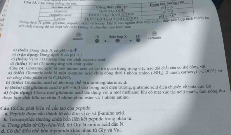 nh
Duị
a vết chất (trong đó có một vết chất không di chuyển) như hình sau:
+
anode (1) (hỗn hợp X) (3) cathode
a) (biết) Dung dịch X có H=6
b) (vận dụng) Dung dịch X có ph H=3.
c) (hiêu) Vj trí (1) tương ứng với chất aspartic acid.
d) (hiểu) Vị trí (3) tương ứng với chất lysine.
Câu 14: Glutamic acid là một amino acid có vai trò quan trọng trong việc trao đổi chất của cơ thể động vật.
a) (biết) Glutamic acid là một α-amino acid chứa đồng thời 1 nhóm amino (-NH_2) , 2 nhóm carboxyl (-COOH) và
có công thức phân tử là C_5H_9NO_4.
b) (hiểu) Glutamic acid có tên thay thế là α-aminoglutaric acid.
c) (hiểu) Đặt glutamic acid ở pH=6,0 vào trong một điện trường, glutamic acid dịch chuyển về phía cực âm.
d) (vận dụng) Cho a mol glutamic acid tác dụng với a mol methanol khi có mặt xúc tác acid mạnh, dun nóng thu
được hợp chất hữu cơ chứa 2 nhóm chức ester và 1 nhóm amino.
Câu 15.Các phát biểu về cấu tạo của peptide:
a. Peptide được cầu thành từ các đơn vị α- và β-amino acid.
b. Tetrapeptide thường chứa bốn liên kết peptide trong phân tử.
e. Trong phân tử Gly-Ala-Val, thì Gly là amino acid đầu N.
d. Có thể điều chế bốn dipeptide khác nhau từ Gly và Val.