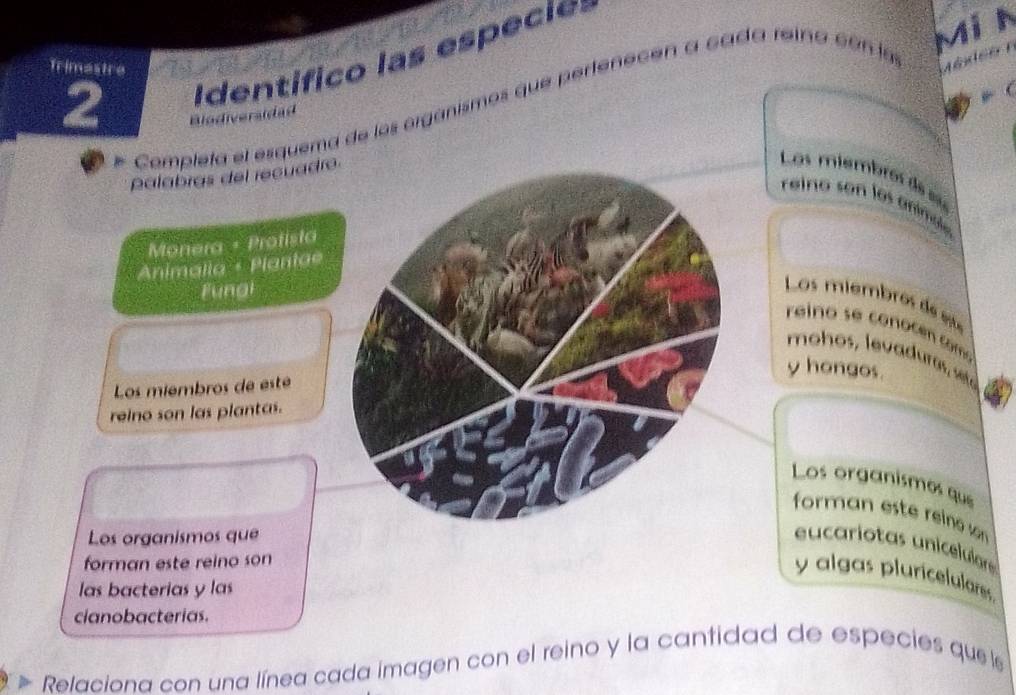 MiN 
Trimestre 
2 
I dentífico las especie= 
Completa el esquema de los organísmos que pertenecón a cada reíno con la 
A l n i 
Biodiversidad 
palabras del recuadr 
Los miembros de eu= 
reino son los anímae 
Monera + Protista 
Animalia + Plantae 
Funal 
Los miembros de st 
reino se cono cen como 
mohos, levaduros, setá 
y hongos. 
Los miembros de est 
reino son las plantas. 
Los organismos que 
forman este reino son 
Los organismos que 
eucariotas uniceluíares 
forman este reino son 
y algas pluricelulares. 
las bacterias y las 
cianobacterias. 
Relaciona con una línea cada imagen con el reino y la cantidad de especies que le