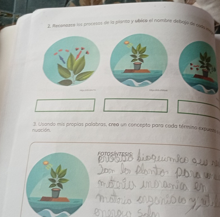 Reconazco los procesos de la planta y ubico el nombre debajo de cado na 
3. Usando mis propias palabras, creo un concepto para cada término expuesto 
nuación. 
FOTOSÍNTESIS: