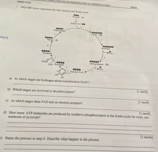 KREBS CYCLE
R RSPT FERMENTATION
%8025
1. FIGURE below represents the link reaction and Kre
tio∩ 
_
a) At which stages are hydrogen atoms transferred to NAD^+ ?
_
b) Which stages are involved in decarboxylation? [1 mark]
_
c) At which stages does FAD acts as electron acceptor? [1 mark]
[1 mark]
d) How many ATP molecules are produced by oxidative phosphorylation in the Krebs cycle for every one
molecule of pyruvate?
_
_
_
[3 marks]
e) Name the process in step 6. Describe what happen in the process.
_
_