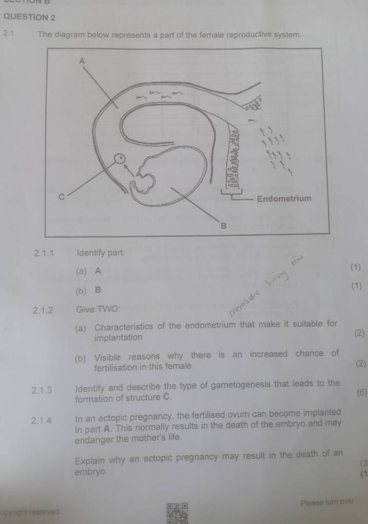 2.1 The diagram below represents a part of the female reproductive system. 
2.1.1 Identify part: 
(a) A (1) 
(b) B (1) 
2.1.2 Give TWO: 
(a) Characteristics of the endometrium that make it suitable for 
implantation (2) 
(b) Visible reasons why there is an increased chance of 
fertilisation in this female (2) 
2.1.3 Identify and describe the type of gametogenesis that leads to the 
formation of structure C. 
(6) 
2.1.4 In an ectopic pregnancy, the fertilised ovum can become implanted 
in part A. This normally results in the death of the embryo and may 
endanger the mother's life. 
Explain why an ectopic pregnancy may result in the death of an 
(3 
embryo. 
(1 
Please turn over 
opyright reserved