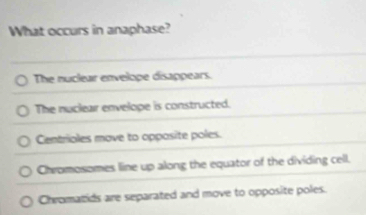 What occurs in anaphase?
The nuclear envelope disappears.
The nuclear envelope is constructed.
Centrioles move to opposite poles.
Chromosomes line up along the equator of the dividing cell.
Chromatids are separated and move to opposite poles.