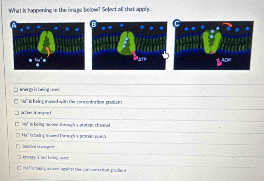 What is happening in the image below? Select all that apply.
energy is being used
Na^+ is being moved with the concentration gradient
active transport
Na^+ is being moved through a protein channel
Na^+ is being moved through a protein pump
passive transport
energy is not being used
Na^+ is being moved against the concentration gradient