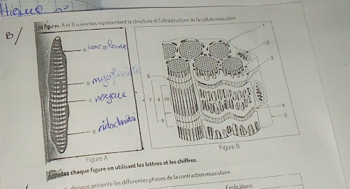 Les fiures. A et B suivantes représentent la lule muicutaire 
_ 
_ 
Le notez châque figure en utilisant les lettres et les chiffres. 
Hessous présente les differentes phases de la contraction musculaire 
Exlirations