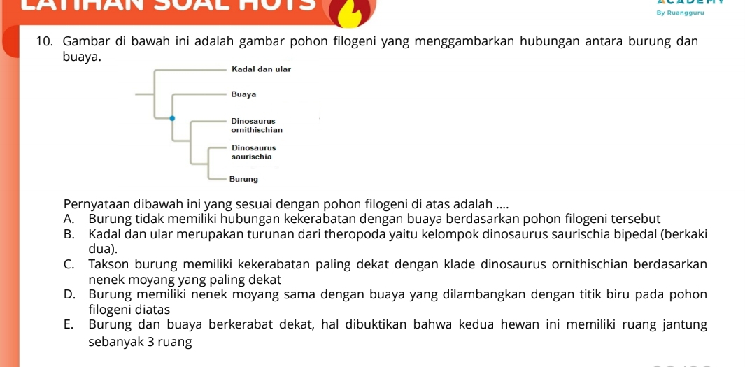 By Ruangguru
10. Gambar di bawah ini adalah gambar pohon filogeni yang menggambarkan hubungan antara burung dan
buaya.
Pernyataan dibawah ini yang sesuai dengan pohon filogeni di atas adalah ....
A. Burung tidak memiliki hubungan kekerabatan dengan buaya berdasarkan pohon filogeni tersebut
B. Kadal dan ular merupakan turunan dari theropoda yaitu kelompok dinosaurus saurischia bipedal (berkaki
dua).
C. Takson burung memiliki kekerabatan paling dekat dengan klade dinosaurus ornithischian berdasarkan
nenek moyang yang paling dekat
D. Burung memiliki nenek moyang sama dengan buaya yang dilambangkan dengan titik biru pada pohon
filogeni diatas
E. Burung dan buaya berkerabat dekat, hal dibuktikan bahwa kedua hewan ini memiliki ruang jantung
sebanyak 3 ruang