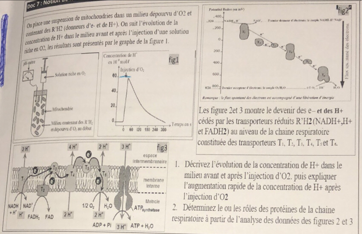 On place une suspension de mitochondries dans un milieu dépourvu d'O2 et
contenant des R'H2 (donneurs d’e- et de H+). On suit l’évolution de la
concentration de H+ dans le milieu avant et après l’injection d’une solution
en O2, les résultats sont présentés par le graphe de la figure 1.
 
Les figure 2et 3 montre le devenir des e- et des H+
cédés par les transporteurs réduits R’H2 (NADH+,H+
et FADH2) au niveau de la chaine respiratoire
constituée des transporteurs T_1,T :, T₃, T₄, Tset T_6.
Décrivez l’évolution de la concentration de H+ dans le
ilieu avant et après l’injection d’O2. puis expliquer
’augmentation rapide de la concentration de H+ après
injection d’O2
éterminez le ou les rôles des protéines de la chaine
atoire à partir de l’analyse des données des figures 2 et 3