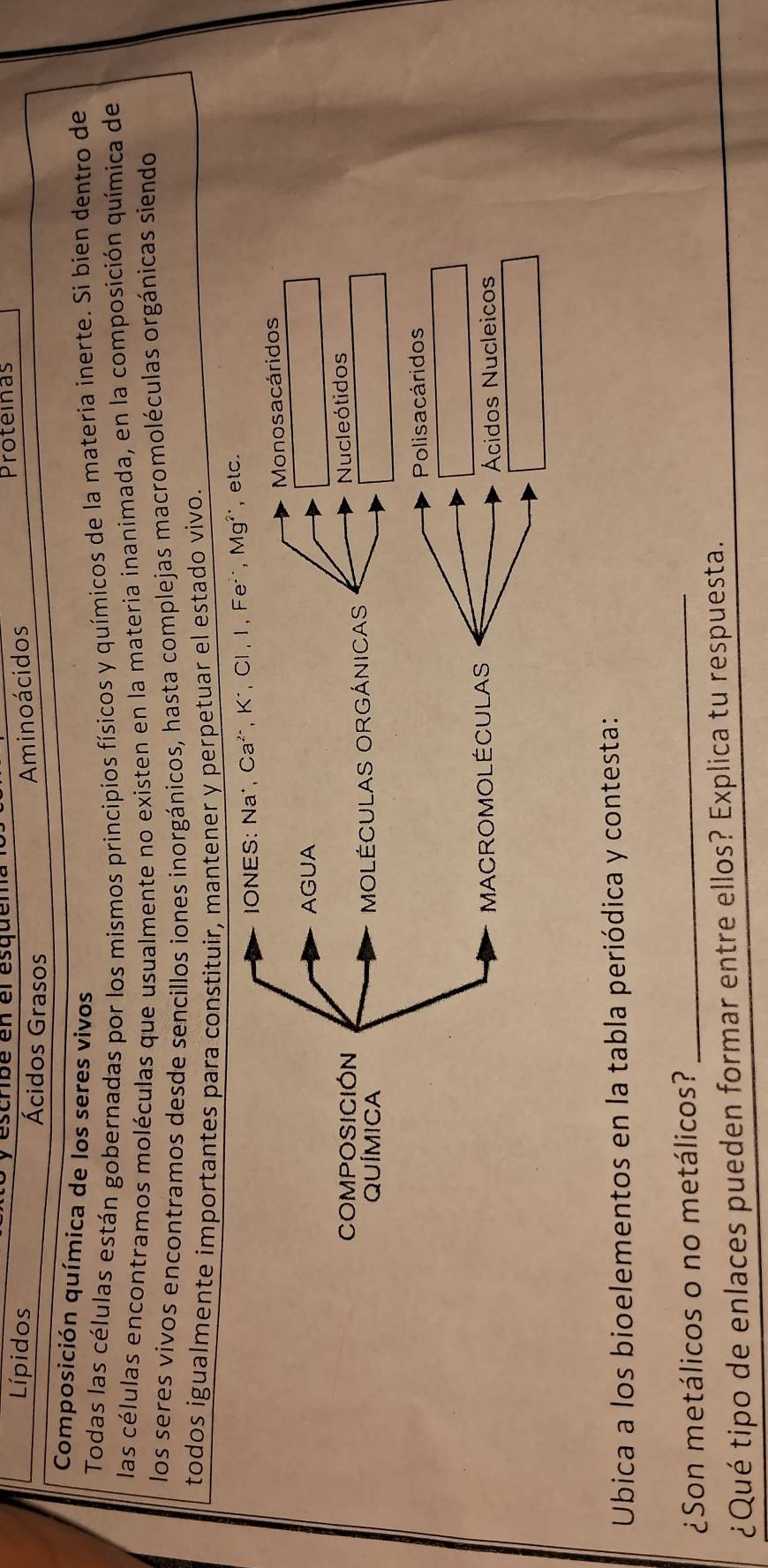 escribé en el esquema Proteinas 
Lípidos Ácidos Grasos 
Aminoácidos 
Composición química de los seres vivos 
Todas las células están gobernadas por los mismos principios físicos y químicos de la materia inerte. Si bien dentro de 
las células encontramos moléculas que usualmente no existen en la materia inanimada, en la composición química de 
los seres vivos encontramos desde sencillos iones inorgánicos, hasta complejas macromoléculas orgánicas siendo 
todos igualmente importantes para constituir, mantener y perpetuar el estado vivo. 
ONES: Naú, Ca², K², Cl, I, Fe², Mg², etc. 
Monosacáridos 
AGUA 
COMPOSICIÓN 
QUÍMICA MOLÉCULAS ORGÁNICAS Nucleótidos 
Polisacáridos 
MACROMOLÉCULAS 
Ácidos Nucleicos 
Ubica a los bioelementos en la tabla periódica y contesta: 
¿Son metálicos o no metálicos?_ 
¿Qué tipo de enlaces pueden formar entre ellos? Explica tu respuesta.