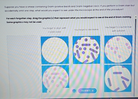 Solved: Suppose you have a smear containing Gram-positive bacilli and ...