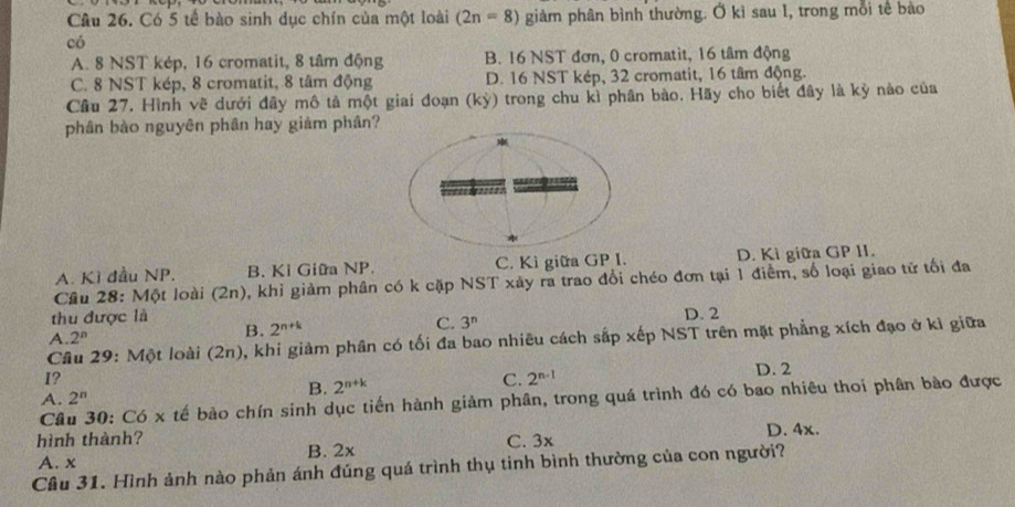 Có 5 tế bào sinh dục chín của một loài (2n=8) giảm phân bình thường. Ở kì sau I, trong mỗi tê bào
có
A. 8 NST kép, 16 cromatit, 8 tâm động B. 16 NST đơn, 0 cromatit, 16 tâm động
C. 8 NST kép, 8 cromatit, 8 tâm động D. 16 NST kép, 32 cromatit, 16 tâm động.
Câu 27. Hình về dưới đây mô tả một giai đoạn (kỳ) trong chu kì phân bào. Hãy cho biết đây là kỳ nào của
phân bào nguyên phân hay giảm phân?
A. Kì đầu NP. B. Ki Giữa NP. C. Kì giữa GP I. D. Kì giữa GP H.
Cầu 28: Một loài (2n), khỉ giảm phân có k cặp NST xảy ra trao đổi chéo đơn tại 1 điểm, số loại giao tử tối đa
thu được là D. 2
C. 3^n
A. 2^n
B. 2^(n+k)
Câu 29: Một loài (2n), khi giảm phân có tối đa bao nhiêu cách sắp xếp NST trên mặt phẳng xích đạo ở kỉ giữa
I?
B. 2^(n+k) C. 2^(n-1) D. 2
A. 2^n
Câu 30: Có x tế bào chín sinh dục tiến hành giảm phân, trong quá trình đó có bao nhiêu thoi phân bào được
hình thành? C. 3x D. 4x.
A. x B. 2x
Câu 31. Hình ảnh nào phản ánh đúng quá trình thụ tinh bình thường của con người?