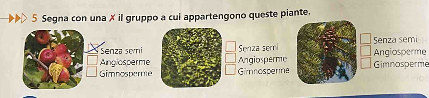 Segna con una X il gruppo a cui appartengono queste piante.
Senza semi Senza semi Senza semi
Angiosperme
Angiosperme Angiosperme Gimnosperme
Gimnosperme Gimnosperme