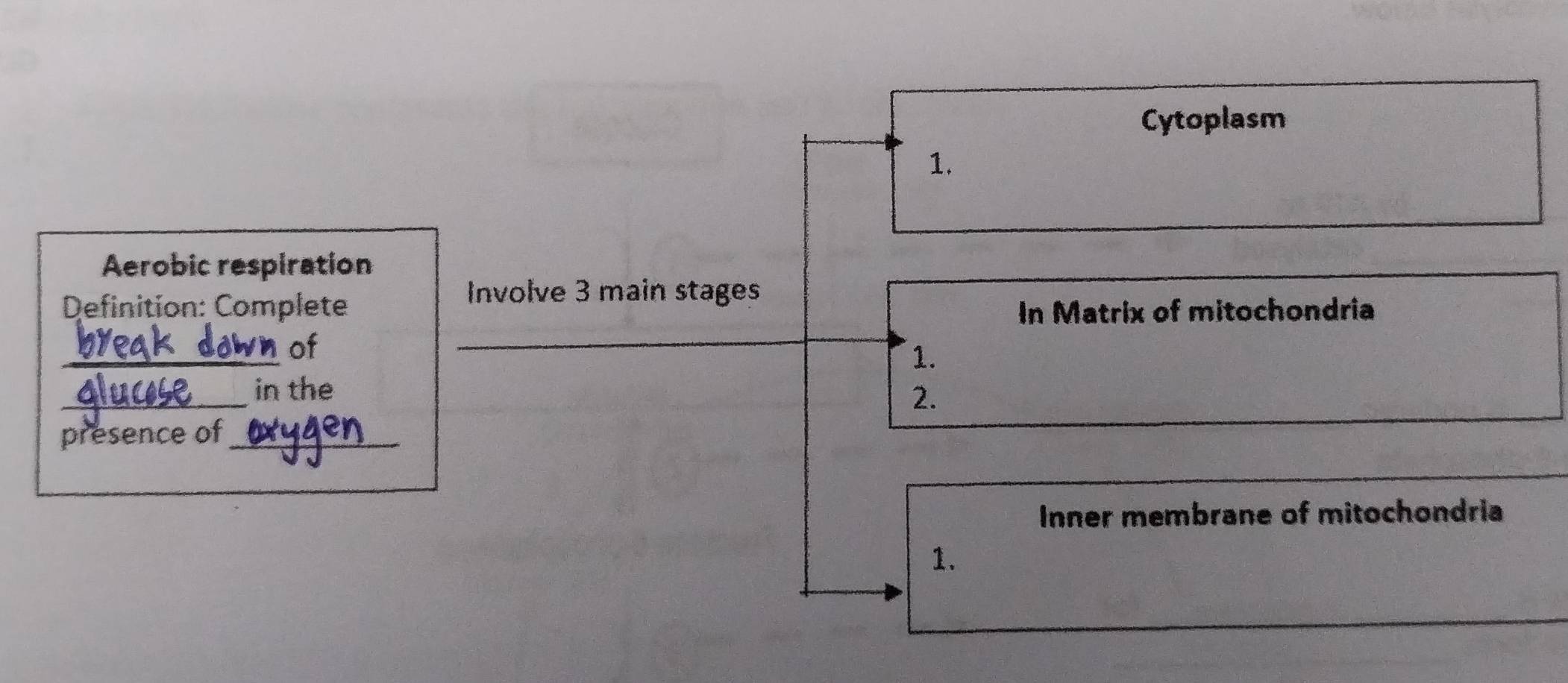 Cytoplasm 
1. 
Aerobic respiration 
Involve 3 main stages 
Definition: Complete In Matrix of mitochondria 
_ 
of 
_ 
1. 
_ 
in the 
2. 
presence of_ 
Inner membrane of mitochondria 
1.