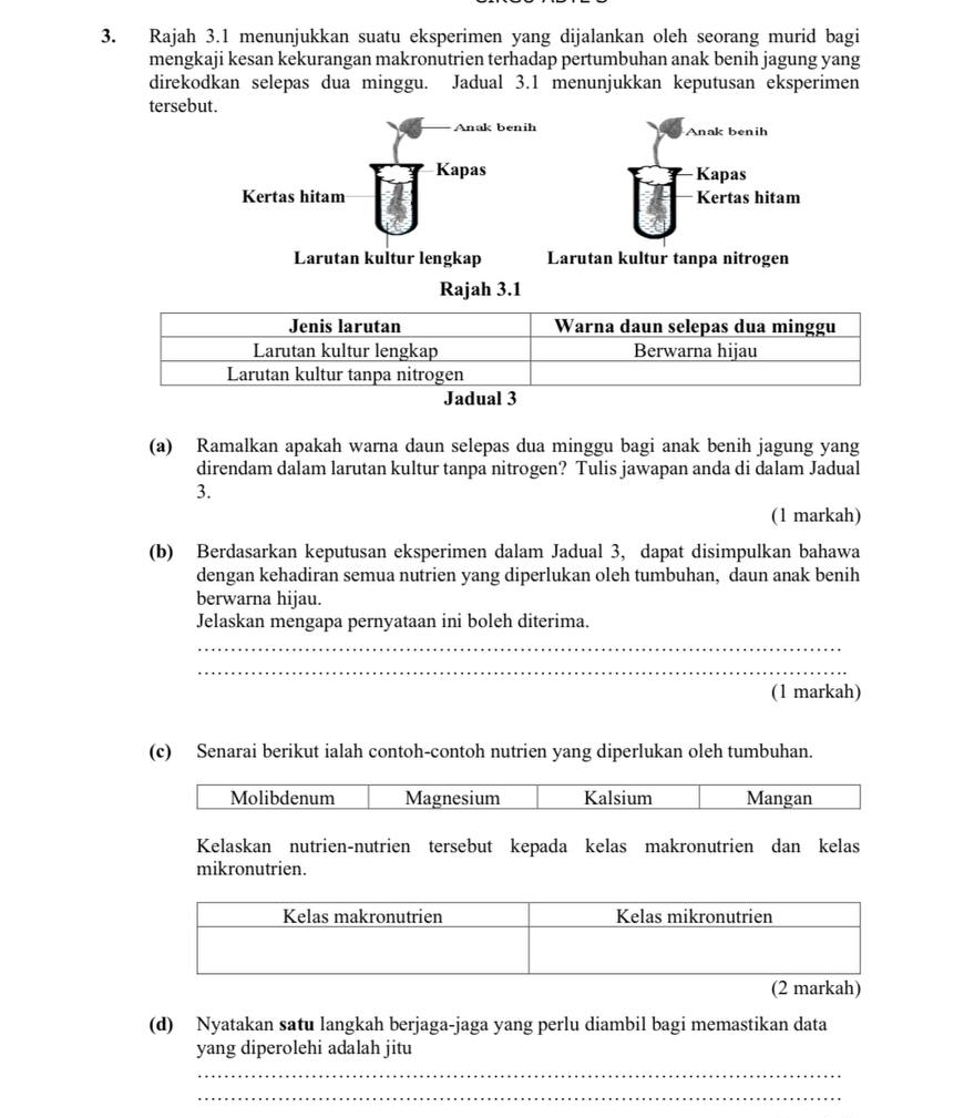 Rajah 3.1 menunjukkan suatu eksperimen yang dijalankan oleh seorang murid bagi 
mengkaji kesan kekurangan makronutrien terhadap pertumbuhan anak benih jagung yang 
direkodkan selepas dua minggu. Jadual 3.1 menunjukkan keputusan eksperimen 
tersebut. 
Anak benih Anak benih 
Kapas Kapas 
Kertas hitam Kertas hitam 
Larutan kultur lengkap Larutan kultur tanpa nitrogen 
Rajah 3.1 
(a) Ramalkan apakah warna daun selepas dua minggu bagi anak benih jagung yang 
direndam dalam larutan kultur tanpa nitrogen? Tulis jawapan anda di dalam Jadual 
3. 
(1 markah) 
(b) Berdasarkan keputusan eksperimen dalam Jadual 3, dapat disimpulkan bahawa 
dengan kehadiran semua nutrien yang diperlukan oleh tumbuhan, daun anak benih 
berwarna hijau. 
Jelaskan mengapa pernyataan ini boleh diterima. 
_ 
_ 
(1 markah) 
(c) Senarai berikut ialah contoh-contoh nutrien yang diperlukan oleh tumbuhan. 
Molibdenum Magnesium Kalsium Mangan 
Kelaskan nutrien-nutrien tersebut kepada kelas makronutrien dan kelas 
mikronutrien. 
(2 markah) 
(d) Nyatakan satu langkah berjaga-jaga yang perlu diambil bagi memastikan data 
yang diperolehi adalah jitu 
_ 
_