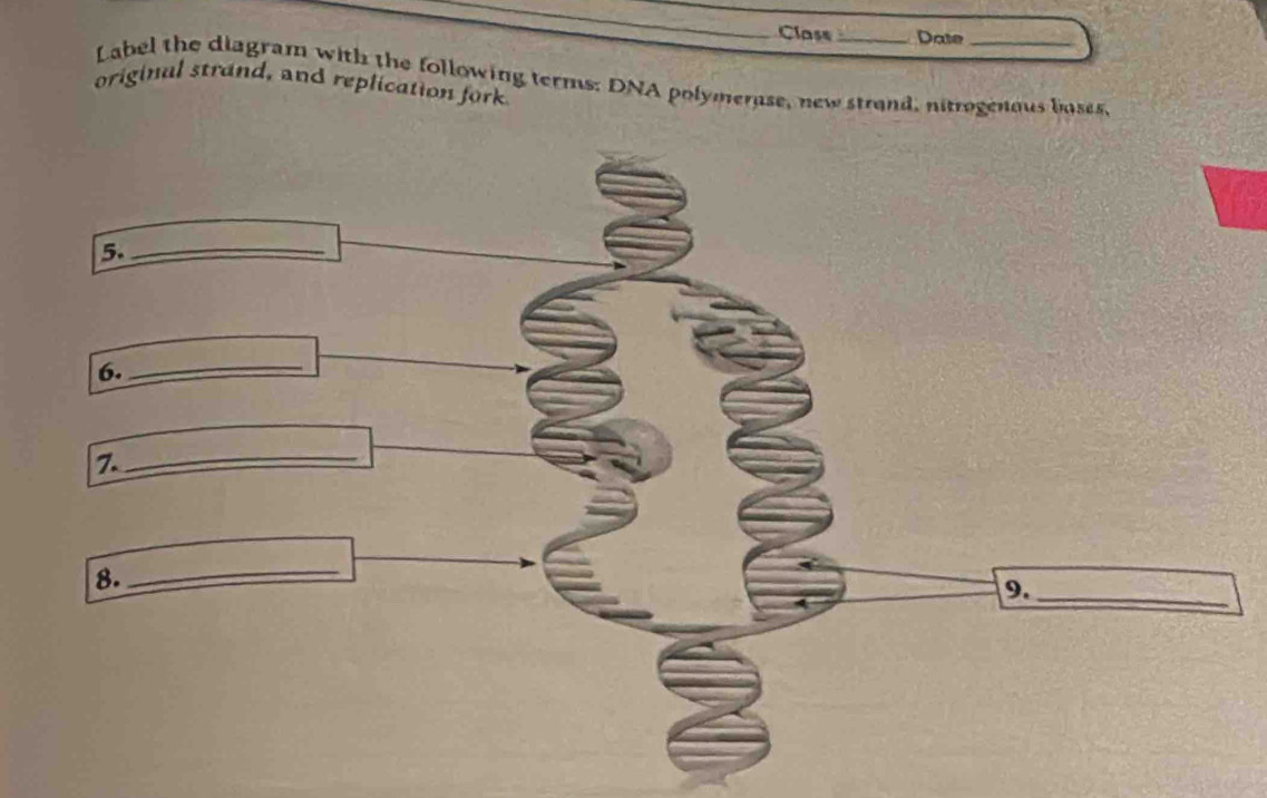 Class_ Date 
Label the diagram with the following terms: DNA polymerase, new strand, nitrogenous boses, 
original strand, and replication fork 
5._ 
6._ 
7._ 
8. 
_ 
9._