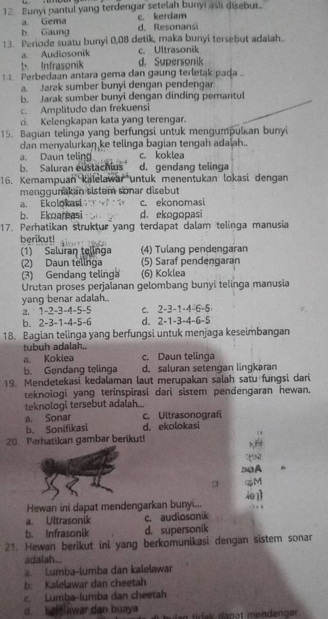 Bunyi pantul yang terdengar setelah bunyi asli disebut..
a. Gema c. kerdam
b. Gaung d. Resonansi
13. Periode suatu bunyi 0,08 detik, maka bunyi tersebut adalah..
a. Audiosonik c. Ultrasonik
b. Infrasonik d. Supersonik
14. Perbedaan antara gema dan gaung terletak pada ..
a. Jarak sumber bunyi dengan pendengar
b. Jarak sumber bunyi dengan dinding pemantul
c. Amplitudo dan frekuensi
d. Kelengkapan kata yang terengar.
15. Bagian telinga yang berfungsi untuk mengumpulkan bunyi
dan menyalurkan ke telinga bagian tengah adalah..
a. Daun teling c. koklea
b. Saluran eustachius d. gendang telinga
16. Kemampuan kalelawar untuk menentukan lokasi dengan
menggunakan sistem sonar disebut
a. Ekolokasi c. ekonomasi
b. Ekoareasi d. ekogopasi
17. Perhatikan struktur yang terdapat dalam telinga manusia
berikut!
(1) Saluran telinga (4) Tulang pendengaran
(2) Daun telinga (5) Saraf pendengaran
(3) Gendang telinga (6) Koklea
Urutan proses perjalanan gelombang bunyi telinga manusia
yang benar adalah..
a.  1-2-3-4-5-5 c. 2-3-1-4-6-5
b. 2-3-1-4-5-6 d. 2-1-3-4-6-5
18. Bagian telinga yang berfungsi untuk menjaga keseimbangan
tubuh adalah..
a. Koklea c. Daun telinga
b. Gendang telinga d. saluran setengan lingkaran
19. Mendetekasi kedalaman laut merupakan salah satu fungsi dari
teknologi yang terinspirasi dari sistem pendengaran hewan.
teknologi tersebut adalah...
a. Sonar c. Ultrasonografi
b. Sonifikasi d. ekolokasi
20. Perhatikan gambar berikut!
3
Hewan ini dapat mendengarkan bunyi...
a. Ultrasonik c. audiosonik
b. Infrasonik d. supersonik
21. Hewan berikut ini yang berkomunikasi dengan sistem sonar
adalah...
Lumba-lumba dan kalelawar
b. Kalelawar dan cheetah
c. Lumba-lumba dan cheetah
d. I telawar dan buaya i bu  eg tidak dagat mendengar