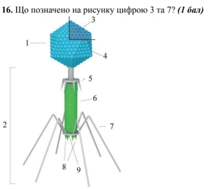 Шо πозначено на рисунку цифрою 3 τа 7? (1 бдл 
2