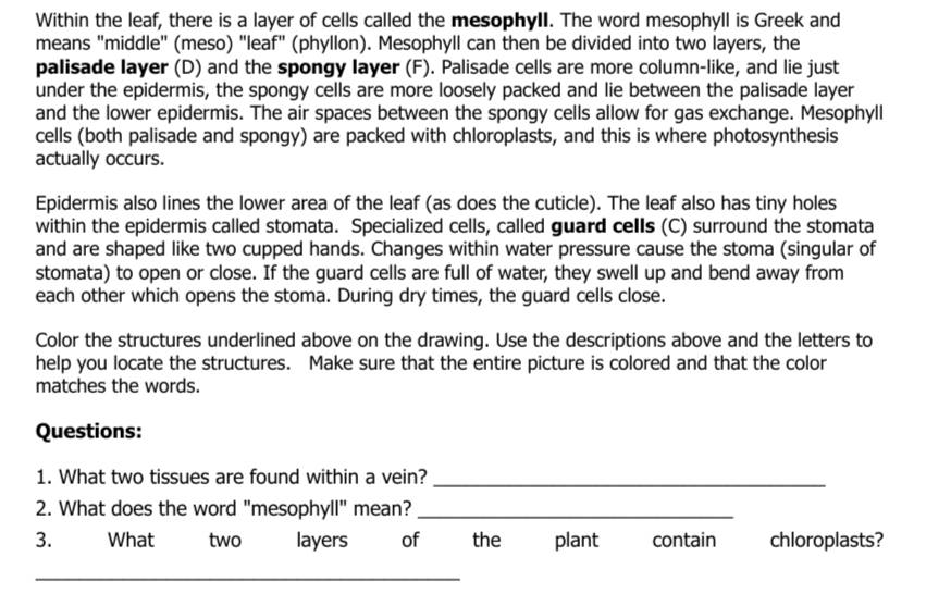 Within the leaf, there is a layer of cells called the mesophyII. The word mesophyll is Greek and 
means "middle" (meso) "leaf" (phyllon). Mesophyll can then be divided into two layers, the 
palisade layer (D) and the spongy layer (F). Palisade cells are more column-like, and lie just 
under the epidermis, the spongy cells are more loosely packed and lie between the palisade layer 
and the lower epidermis. The air spaces between the spongy cells allow for gas exchange. Mesophyll 
cells (both palisade and spongy) are packed with chloroplasts, and this is where photosynthesis 
actually occurs. 
Epidermis also lines the lower area of the leaf (as does the cuticle). The leaf also has tiny holes 
within the epidermis called stomata. Specialized cells, called guard cells (C) surround the stomata 
and are shaped like two cupped hands. Changes within water pressure cause the stoma (singular of 
stomata) to open or close. If the guard cells are full of water, they swell up and bend away from 
each other which opens the stoma. During dry times, the guard cells close. 
Color the structures underlined above on the drawing. Use the descriptions above and the letters to 
help you locate the structures. Make sure that the entire picture is colored and that the color 
matches the words. 
Questions: 
1. What two tissues are found within a vein?_ 
2. What does the word "mesophyll" mean?_ 
3. What two layers of the plant contain chloroplasts? 
_