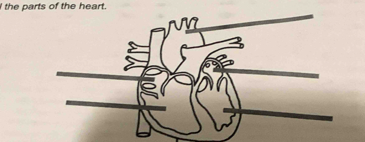 the parts of the heart.
VV