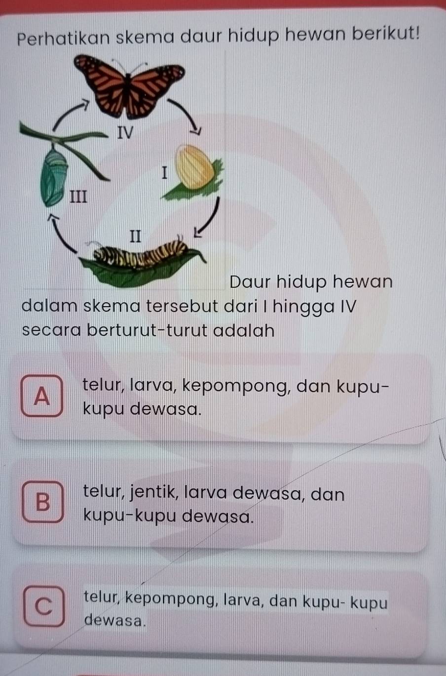 Perhatikan skema daur hidup hewan berikut!
Daur hidup hewan
dalam skema tersebut dari I hingga IV
secara berturut-turut adalah
A
telur, larva, kepompong, dan kupu-
kupu dewasa.
B telur, jentik, larva dewasa, dan
kupu-kupu dewasa.
C
telur, kepompong, larva, dan kupu- kupu
dewasa.