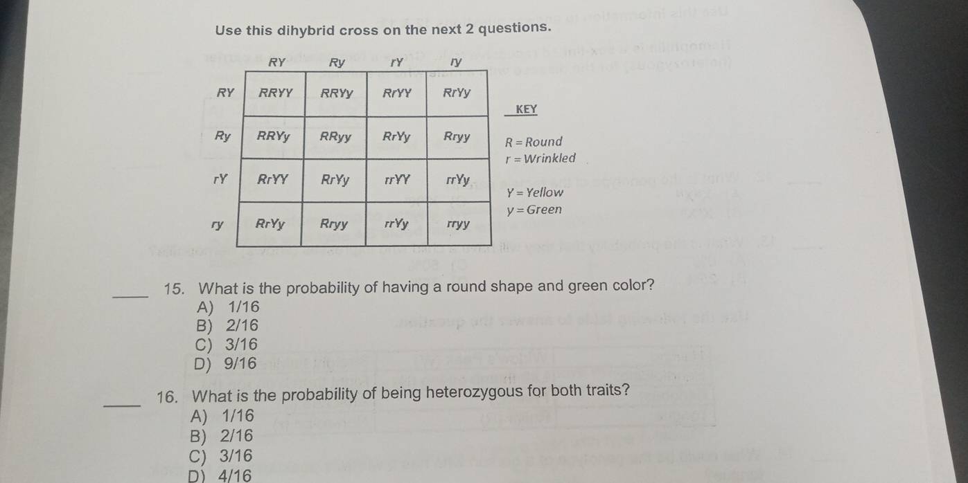 Use this dihybrid cross on the next 2 questions.
KEY
R= Round
r=1 Wrinkled
Y= Yellow
y= Green
_15. What is the probability of having a round shape and green color?
A) 1/16
B) 2/16
C) 3/16
D) 9/16
_16. What is the probability of being heterozygous for both traits?
A) 1/16
B) 2/16
C) 3/16
D 4/16