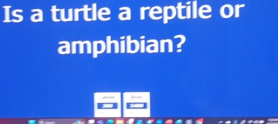 Is a turtle a reptile or 
amphibian? 
Bsur