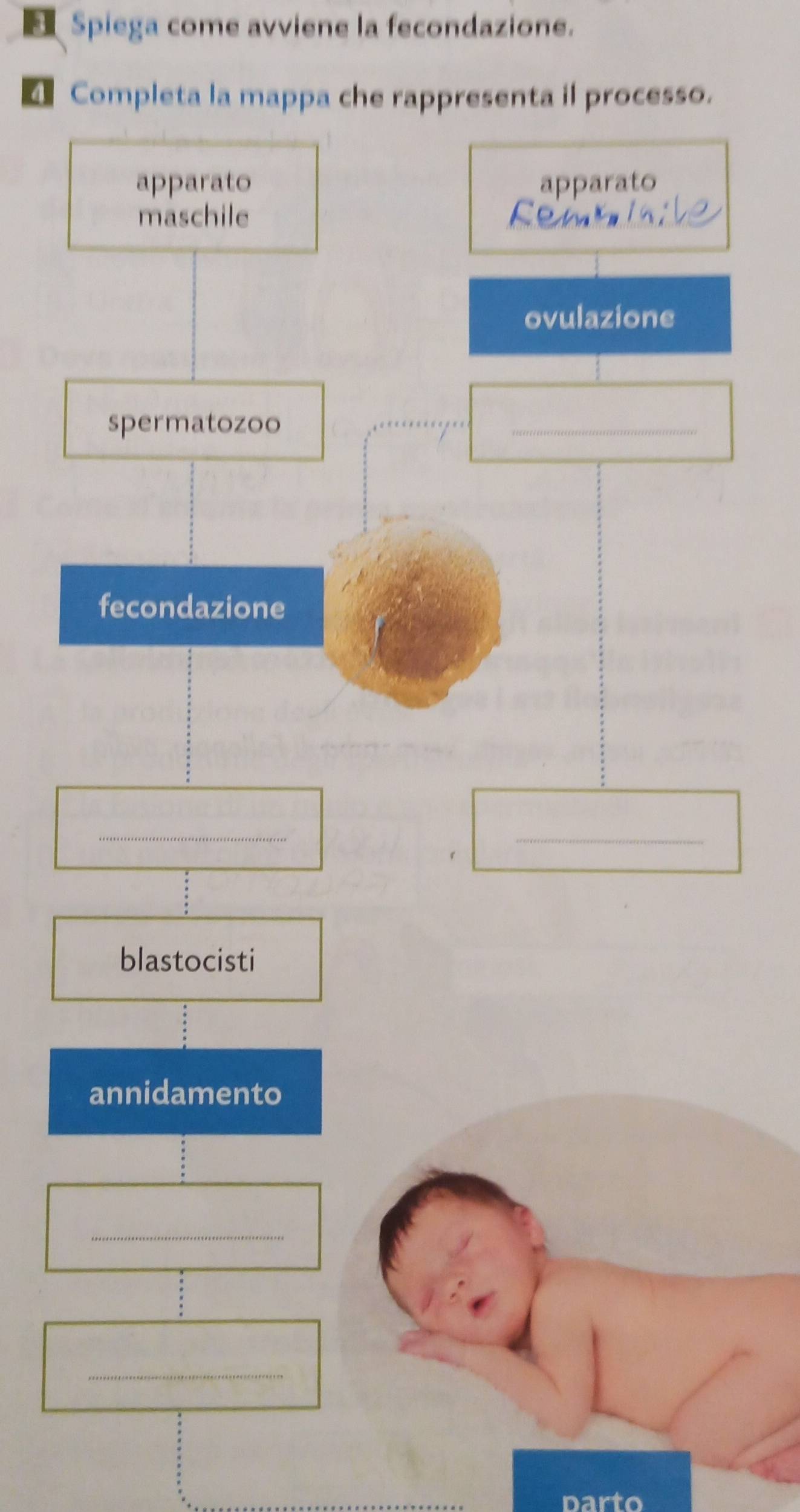 Spiega come avviene la fecondazione. 

parto