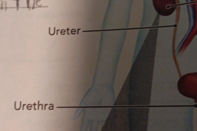 Ureter 
_ 
Urethra_