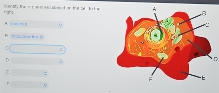 identify the organelies labeled on the cell to the
right.
A nucleus
B mitochondria
C
D
D
E
F 。