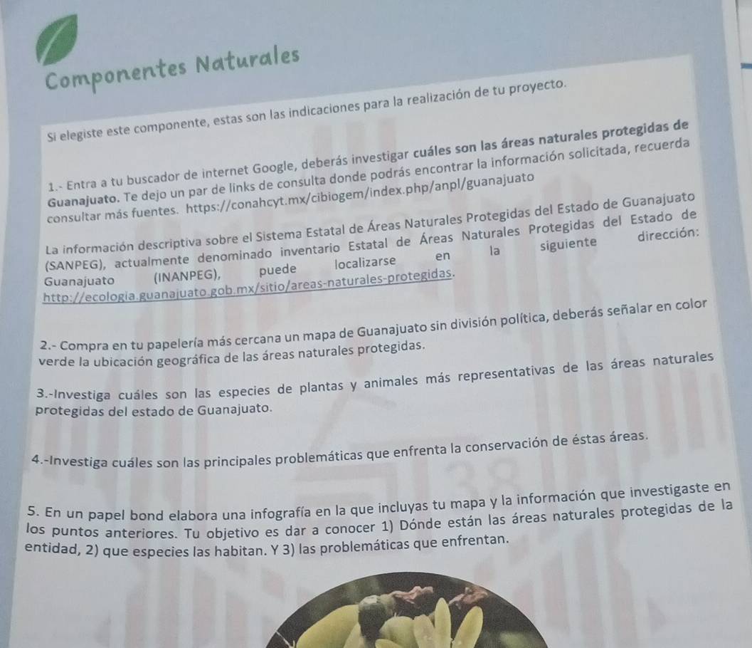 Componentes Naturales 
Si elegiste este componente, estas son las indicaciones para la realización de tu proyecto. 
1.- Entra a tu buscador de internet Google, deberás investigar cuáles son las áreas naturales protegidas de 
Guanajuato. Te dejo un par de links de consulta donde podrás encontrar la información solicitada, recuerda 
consultar más fuentes. https://conahcyt.mx/cibiogem/index.php/anpl/guanajuato 
La información descriptiva sobre el Sistema Estatal de Áreas Naturales Protegidas del Estado de Guanajuato 
la dirección: 
(SANPEG), actualmente denominado inventario Estatal de Áreas Naturales Protegidas del Estado de 
Guanajuato (INANPEG), puede localizarse en siguiente 
http://ecologia.guanajuato.gob.mx/sitio/areas-naturales-protegidas. 
2.- Compra en tu papelería más cercana un mapa de Guanajuato sin división política, deberás señalar en color 
verde la ubicación geográfica de las áreas naturales protegidas. 
3.-Investiga cuáles son las especies de plantas y animales más representativas de las áreas naturales 
protegidas del estado de Guanajuato. 
4.-Investiga cuáles son las principales problemáticas que enfrenta la conservación de éstas áreas. 
5. En un papel bond elabora una infografía en la que incluyas tu mapa y la información que investigaste en 
los puntos anteriores. Tu objetivo es dar a conocer 1) Dónde están las áreas naturales protegidas de la 
entidad, 2) que especies las habitan. Y 3) las problemáticas que enfrentan.