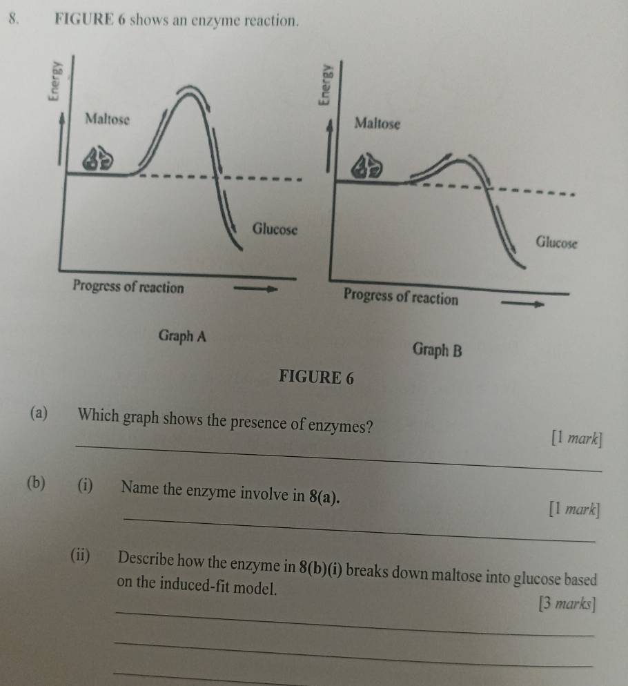 FIGURE 6 shows an enzyme reaction.
5
Maltose 
Glucose 
Progress of reaction 
Graph A 
FIGURE 6 
(a) Which graph shows the presence of enzymes? 
_[1 mark] 
_ 
(b) (i) Name the enzyme involve in 8(a). [1 mark] 
(ii) Describe how the enzyme in 8(b)(i) breaks down maltose into glucose based 
on the induced-fit model. 
_[3 marks] 
_ 
_