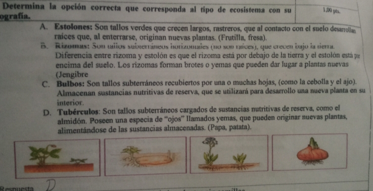 Determina la opción correcta que corresponda al tipo de ecosistema con su 1,00 pts.
ografía.
A. Estolones: Son tallos verdes que crecen largos, rastreros, que al contacto con el suelo desarrollan
raíces que, al enterrarse, originan nuevas plantas. (Frutilla, fresa).
B. Rizomas: Son tallos subterráneos horizomales (no son raíces), que crecen bajo la tierra.
Diferencia entre rizoma y estolón es que el rizoma está por debajo de la tierra y el estolón está pr
encima del suelo. Los rizomas forman brotes o yemas que pueden dar lugar a plantas nuevas
(Jengibre
C. Bulbos: Son tallos subterráneos recubiertos por una o muchas hojas, (como la cebolla y el ajo).
Almacenan sustancías nutritivas de reserva, que se utilizará para desarrollo una nueva planta en su
interior.
D. Tubérculos: Son tallos subterráneos cargados de sustancias nutritivas de reserva, como el
almidón. Poseen una especia de “ojos” llamados yemas, que pueden originar nuevas plantas,
alimentándose de las sustancias almacenadas. (Papa, patata).
Respuesta