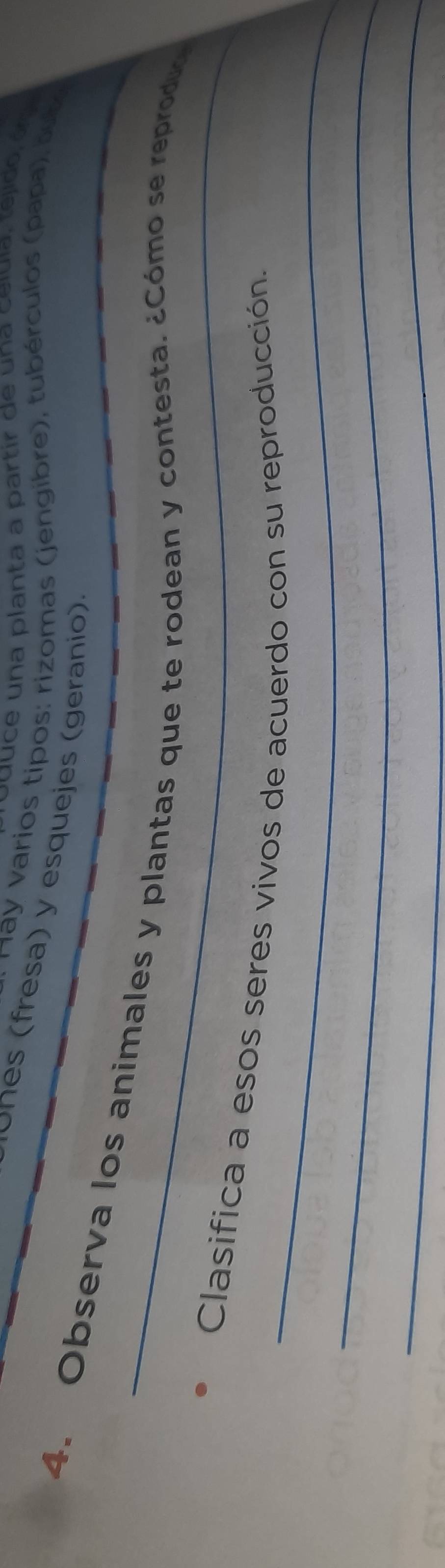una planta a partir de una celuia, t ejdo ó e 
* May varios tipos: rizomas (jengibre), tubérculos (papa), bobo 
es ( fresa) y esquejes (geranio) 
4. Observa los animales y plantas que te rodean y contesta. ¿Cómo se reproduo 
_ 
Clasifica a esos seres vivos de acuerdo con su reproducción. 
_ 
_
