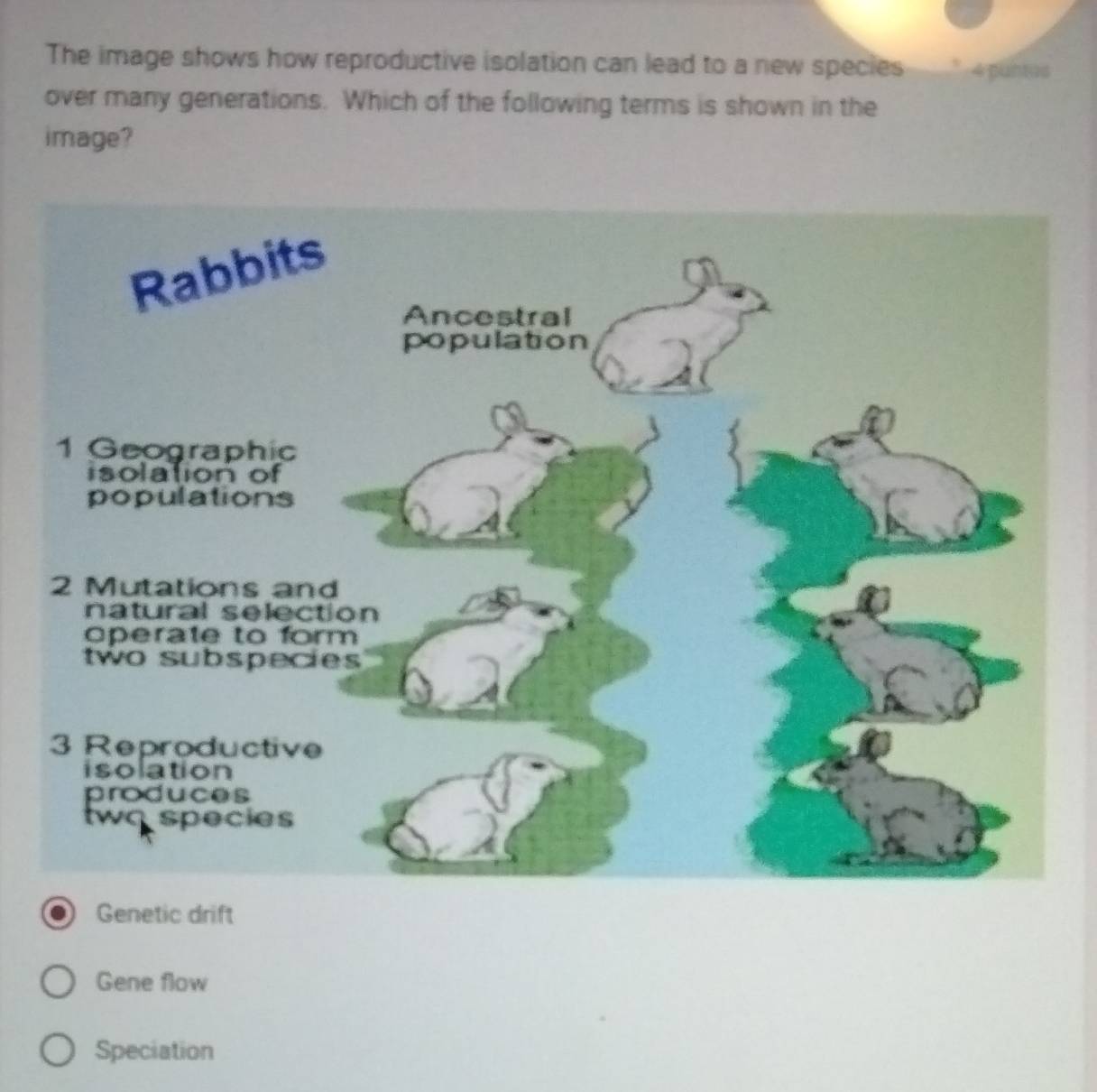 The image shows how reproductive isolation can lead to a new species 4 puntus
over many generations. Which of the following terms is shown in the
image?
Genetic drift
Gene flow
Speciation