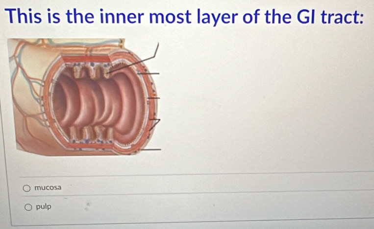 This is the inner most layer of the GI tract:
mucosa
pulp