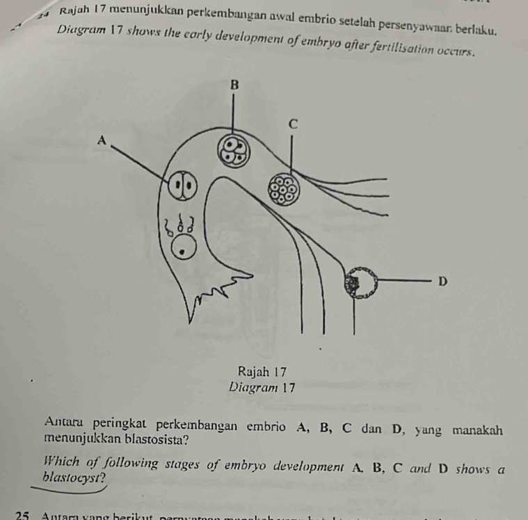 Rajah 17 menunjukkan perkembangan awal embrio setelah persenyawaar berlaku. 
Diagram 17 shows the carly development of embryo after fertilisation occurs. 
Rajah 17 
Diagram 17 
Antara peringkat perkembangan embrio A, B, C dan D, yang manakah 
menunjukkan blastosista? 
Which of following stages of embryo development A. B, C and D shows a 
blastocyst?
25 Autam vang berik