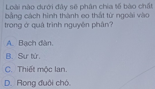 Loài nào dưới đây sẽ phân chia tế bào chất
bằng cách hình thành eo thắt từ ngoài vào
trong ở quá trình nguyên phân?
A. Bạch đàn.
B. Sư tử.
C. Thiết mộc lan.
D. Rong đuôi chó.