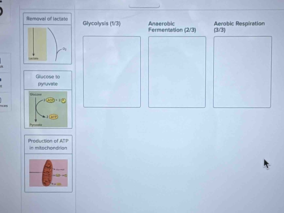 Removal of lactate 
Glycolysis (1/3) Anaerobic Aerobic Respiration 
Fermentation (2/3) (3/3)
O_2
Lactate 
k 
Glucose to 
t 
pyruvate 
Glucose
· 2
nces 
2ATP 
Pyruvate 
Production of ATP 
In mitochondrion