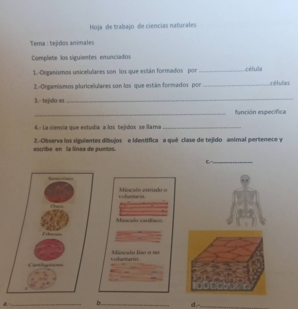 Hoja de trabajo de ciencias naturales
Tema : tejidos animales
Complete los siguientes enunciados
1.-Organismos unicelulares son los que están formados por_
célula
2.-Orgamismos pluricelulares son los que están formados por_
células
3.- tejido es
_
_función especifica
4.- La ciencia que estudia a los tejidos se llama_
2.-Observa los siguientes dibujos e identifica a qué clase de tejido animal pertenece y
escribe en la línea de puntos.
C._
Músculo estriado o
voluntario.
Músculo cardíaco.
Músculo liso o no
voluntario.
b.
a. __d.-_