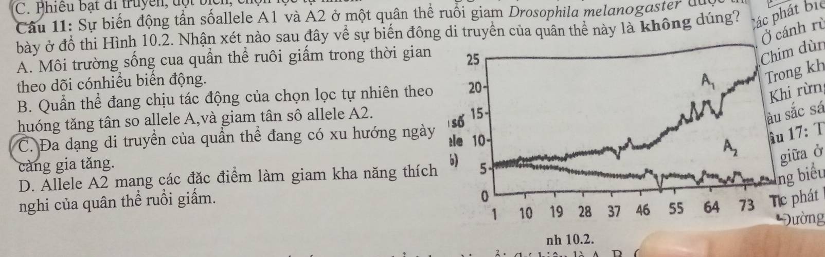 Phiều bạt đi truyền, đột bịcn,
Câu 11: Sự biến động tấn sốallele A1 và A2 ở một quân thể ruồi giam Drosophila melanogaster dui
bày ở đồ thi Hình 10.2. Nhận xét nào sau đây về sự biến đông di truyền của quân thể này là không dúng? Các phát bic
Ở cánh rù
A. Môi trường sống cua quần thể ruôi giấm trong thời gian
im dùn
theo dõi cónhiều biến động.
ong kh
B. Quần thể đang chịu tác động của chọn lọc tự nhiên theo
hi rừn
huóng tăng tân so allele A,và giam tân sô allele A2.
sắc sá
C. Đa dạng di truyền của quần thể đang có xu hướng ngày
17: T
càng gia tăng.
giữa ở
D. Allele A2 mang các đặc điểm làm giam kha năng thíc
ng biểu
nghi của quân thể ruồi giấm.
c phát
Đường