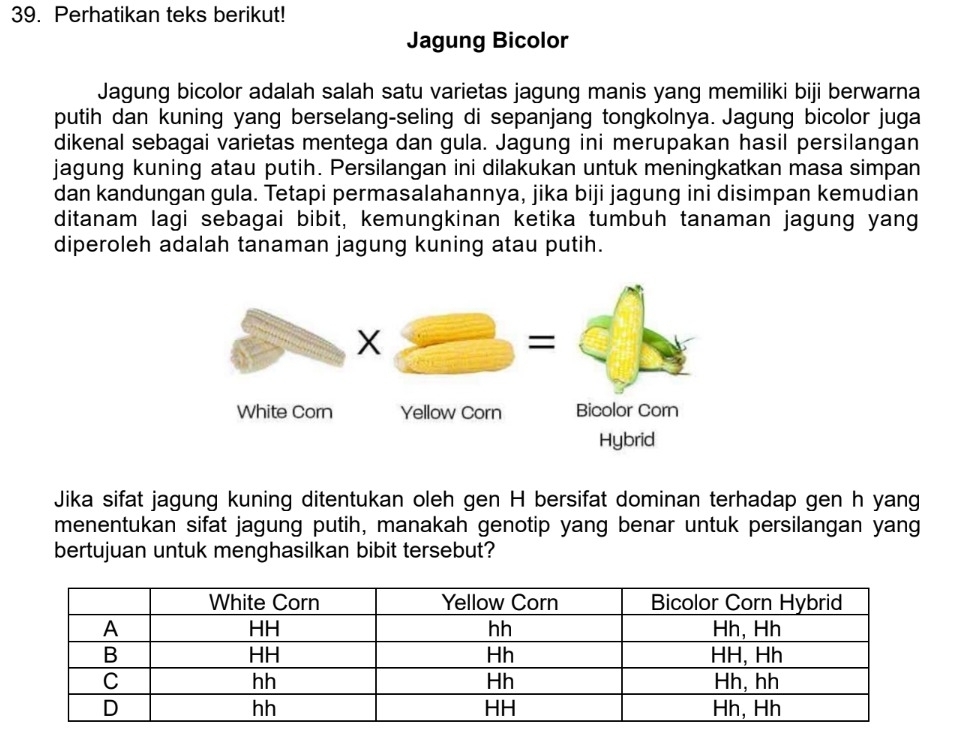 Perhatikan teks berikut! 
Jagung Bicolor 
Jagung bicolor adalah salah satu varietas jagung manis yang memiliki biji berwarna 
putih dan kuning yang berselang-seling di sepanjang tongkolnya. Jagung bicolor juga 
dikenal sebagai varietas mentega dan gula. Jagung ini merupakan hasil persilangan 
jagung kuning atau putih. Persilangan ini dilakukan untuk meningkatkan masa simpan 
dan kandungan gula. Tetapi permasalahannya, jika biji jagung ini disimpan kemudian 
ditanam lagi sebagai bibit, kemungkinan ketika tumbuh tanaman jagung yang 
diperoleh adalah tanaman jagung kuning atau putih. 
Jika sifat jagung kuning ditentukan oleh gen H bersifat dominan terhadap gen h yang 
menentukan sifat jagung putih, manakah genotip yang benar untuk persilangan yang 
bertujuan untuk menghasilkan bibit tersebut?