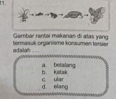 Gambar rantai makanan di atas yang
termasuk organisme konsumen tersier
adalah ....
a. belalang
b. katak
c. ular
d. elang