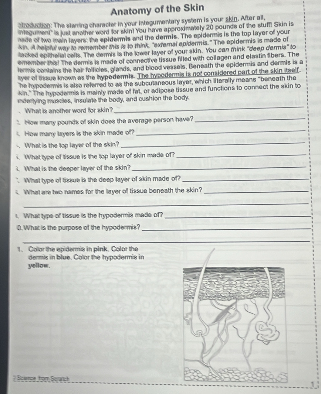 Anatomy of the Skin 
atroduction: The starring character in your integumentary system is your skin. After all, 
integument" is just another word for skin! You have approximately 20 pounds of the stuff! Skin is 
ade of two main layers: the epidermis and the dermis. The epidermis is the top layer of your 
kin. A helprul way to remember this is to think, "external epidermis." The epidermis is made of 
tacked epithelial cells. The dermis is the lower layer of your skin. You can think “deep dermis” to 
emember this! The dermis is made of connective tissue filled with collagen and elastin fibers. The 
lermis contains the hair follicles, glands, and blood vessels. Beneath the epidermis and dermis is a 
aver of tissue known as the hypodermis. The hypodermis is not considered part of the skin itself. 
he hypodermis is also referred to as the subcutaneous layer, which literally means “beneath the 
kin." The hypodermis is mainly made of fat, or adipose tissue and functions to connect the skin to 
_ 
inderlying muscles, insulate the body, and cushion the body. 
What is another word for skin? 
. How many pounds of skin does the average person have?_ 
How many layers is the skin made of? 
_ 
What is the top layer of the skin? 
_ 
What type of tissue is the top layer of skin made of?_ 
What is the deeper layer of the skin? 
_ 
". What type of tissue is the deep layer of skin made of?_ 
. What are two names for the layer of tissue beneath the skin?_ 
_ 
1. What type of tissue is the hypodermis made of?_ 
0. What is the purpose of the hypodermis?_ 
_ 
1. Color the epidermis in pink. Color the 
dermis in blue. Color the hypodermis in 
yellow. 
Science from Scratch