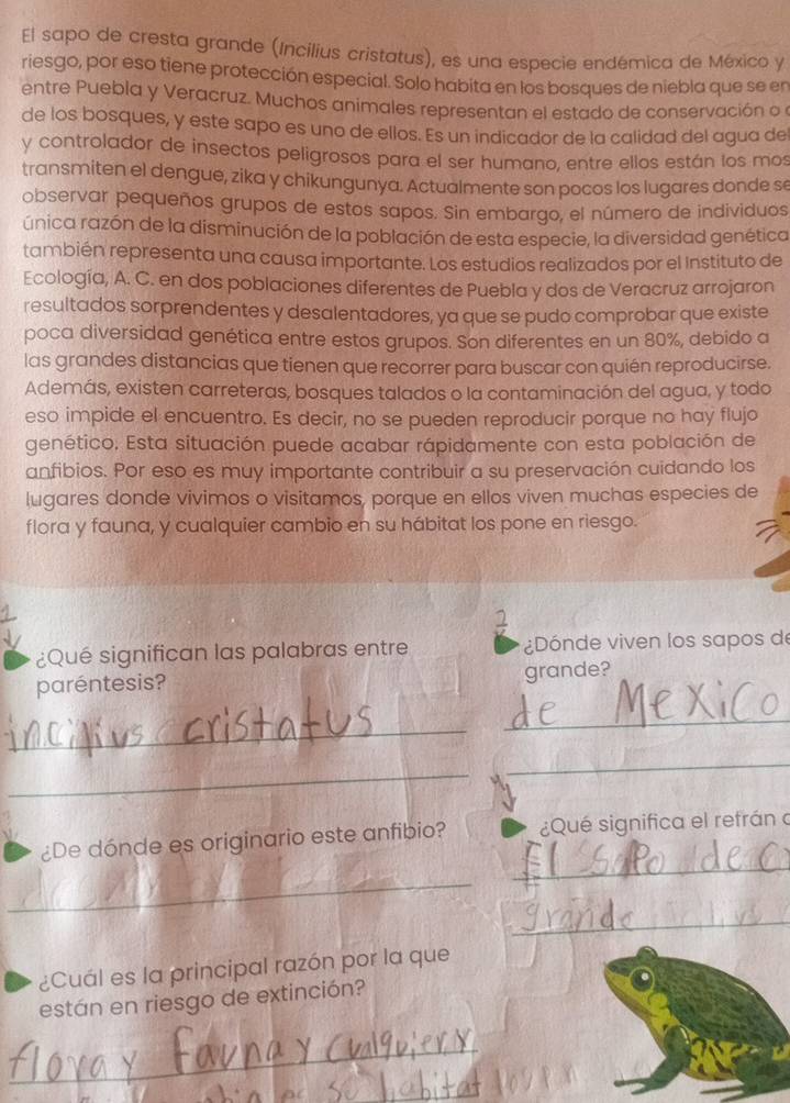 El sapo de cresta grande (Incilius cristatus), es una especie endémica de México y
riesgo, por eso tiene protección especial. Solo habita en los bosques de niebla que se en
entre Puebla y Veracruz. Muchos animales representan el estado de conservación o l
de los bosques, y este sapo es uno de ellos. Es un indicador de la calidad del agua de
y controlador de insectos peligrosos para el ser humano, entre ellos están los mos
transmiten el dengue, zika y chikungunya. Actualmente son pocos los lugares donde s
observar pequeños grupos de estos sapos. Sin embargo, el número de individuos
única razón de la disminución de la población de esta especie, la diversidad genética
también representa una causa importante. Los estudios realizados por el Instituto de
Ecología, A. C. en dos poblaciones diferentes de Puebla y dos de Veracruz arrojaron
resultados sorprendentes y desalentadores, ya que se pudo comprobar que existe
poca diversidad genética entre estos grupos. Son diferentes en un 80%, debido a
las grandes distancias que tienen que recorrer para buscar con quién reproducirse.
Además, existen carreteras, bosques talados o la contaminación del agua, y todo
eso impide el encuentro. Es decir, no se pueden reproducir porque no hay flujo
genético. Esta situación puede acabar rápidamente con esta población de
anfibios. Por eso es muy importante contribuir a su preservación cuidando los
lugares donde vivimos o visitamos, porque en ellos viven muchas especies de
flora y fauna, y cualquier cambio en su hábitat los pone en riesgo.
1
¿Qué significan las palabras entre ¿Dónde viven los sapos de
paréntesis?
grande?
_
_
_
_
_
¿De dónde es originario este anfibio? ¿Qué significa el refrán o
_
_
¿Cuál es la principal razón por la que
están en riesgo de extinción?
_
_